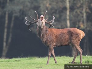 Ostbelgien - Wenn der Hirsch ruft