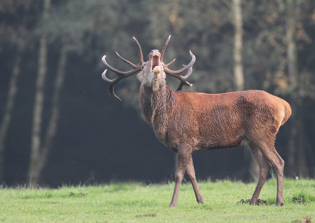  Ostbelgien - Wenn der Hirsch ruft